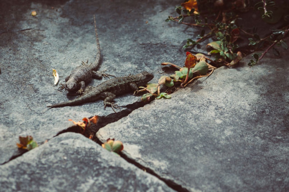 Two lizards sunning on cracked stone beside fallen leaves